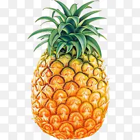 菠萝水果素材