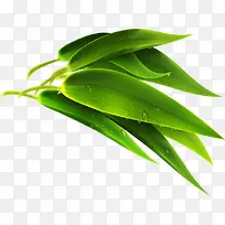 端午节粽叶翠绿