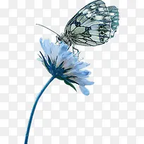 蓝色花上面的蝴蝶