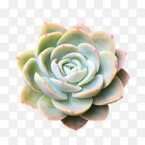 可爱  多肉植物