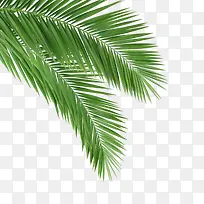 棕榈叶 夏天 绿色植物 装饰