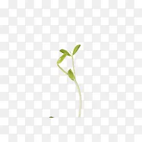 一根豆芽菜
