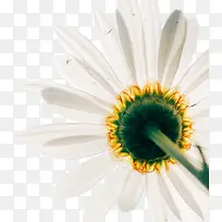 一朵白色的装饰花朵