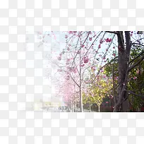 春天樱花摄影背景设计元素之十