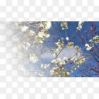 春天樱花摄影背景设计元素之五
