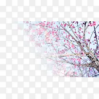春天樱花摄影背景设计元素之八