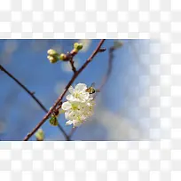 春天樱花摄影背景设计元素之十六