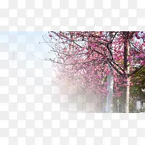 春天樱花摄影背景设计元素之二