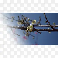 春天樱花摄影背景设计元素之十三