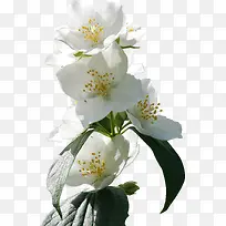春天绿色白色樱花