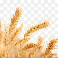 稻谷，谷穗，png免扣素材麦粒金色，，