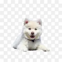 白色毛茸茸的小狗狗