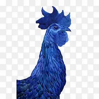 蓝色鸡头图案