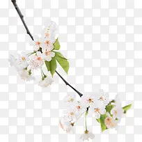几簇白色的花