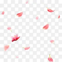 粉色飘落的花瓣