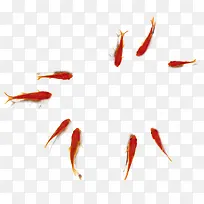 一群红色金鱼