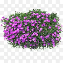 景观植物紫菊花灌木球