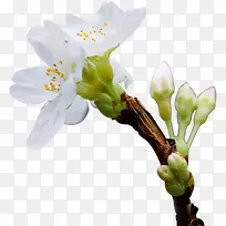 春天绿色一枝花白色花朵