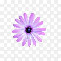 紫色花野菊花