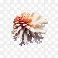 非常还看的珊瑚