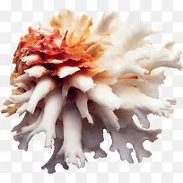 贝壳海洋生物贝类