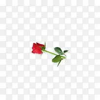 玫瑰花