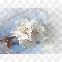 春天 草地 桃花 梨花 渐变透明 元素3
