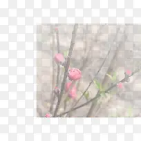 春天 草地 桃花 梨花 渐变透明元素44