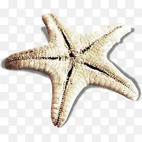 实物海星海洋生物海报设计