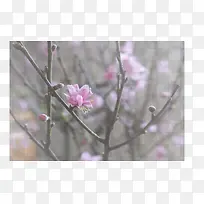 春天 草地 桃花 梨花 渐变透明元素15