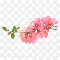 芍药花水墨画