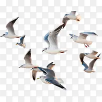一群飞着的海鸥