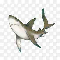 水彩鲨鱼
