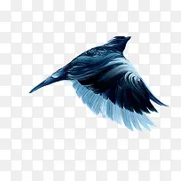 蓝色质感炫酷 鸟