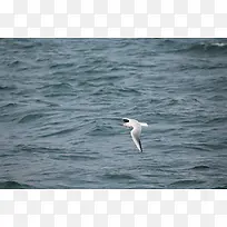 海鸥  飞翔的  海面
