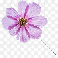一朵通透的粉色花朵