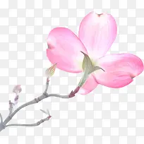 春天绽放的粉色花朵