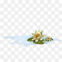白色莲花植物素材