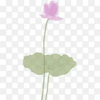 卡通荷花装饰插画