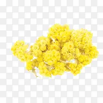 创意鲜艳黄色的花朵花束