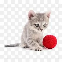 猫咪玩毛线球