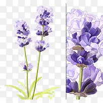 水墨熏衣草