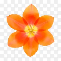 橙红色鲜艳的黄色芯的一朵大花实