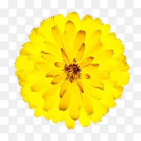 黄色有观赏价值的透明花瓣的一朵