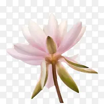 粉红色有观赏性带梗的一朵大花实