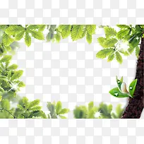 绿叶相框 植物相框