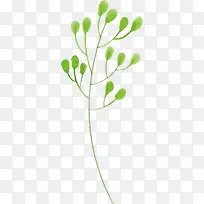 圆叶春季植物草坪叶子