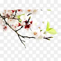 春天绽放桃花枝条