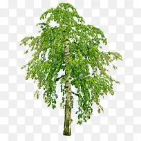 茂密绿树——植树节免扣素材