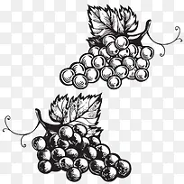 两串手绘的黑白葡萄